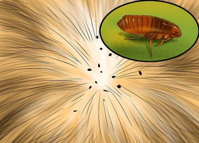 猫咪出现这些情况,说明身上已经住满了"寄生虫"