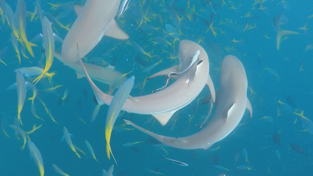 998_561gif 动态图 动图