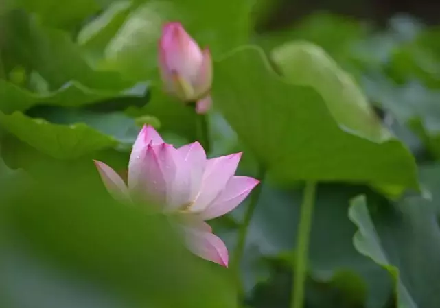 重庆看荷花的地方来啦！错过再等一年......