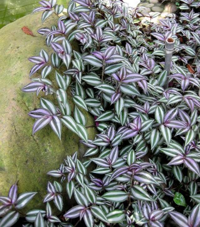 第二种吊兰:彩叶吊兰