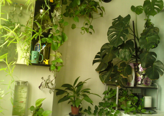 厕所里面摆放什么植物能够增加财运_达一风水网