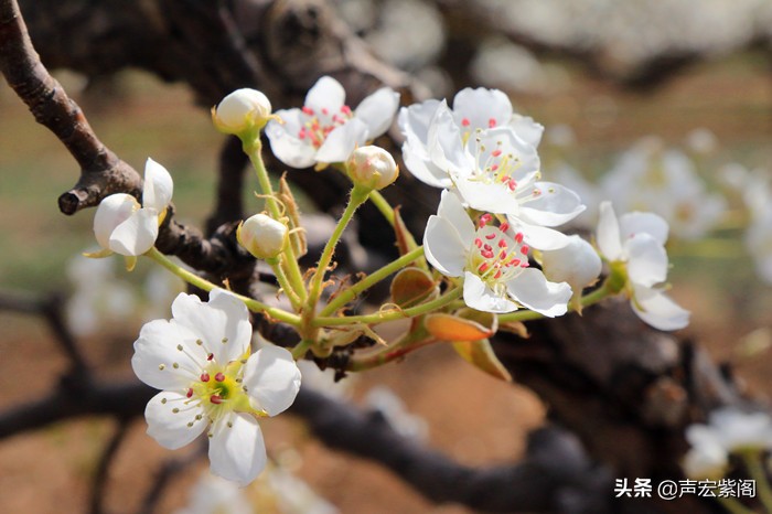梨花冰清玉洁，是文人墨客吟咏不绝的主题，四月到赵县来看花