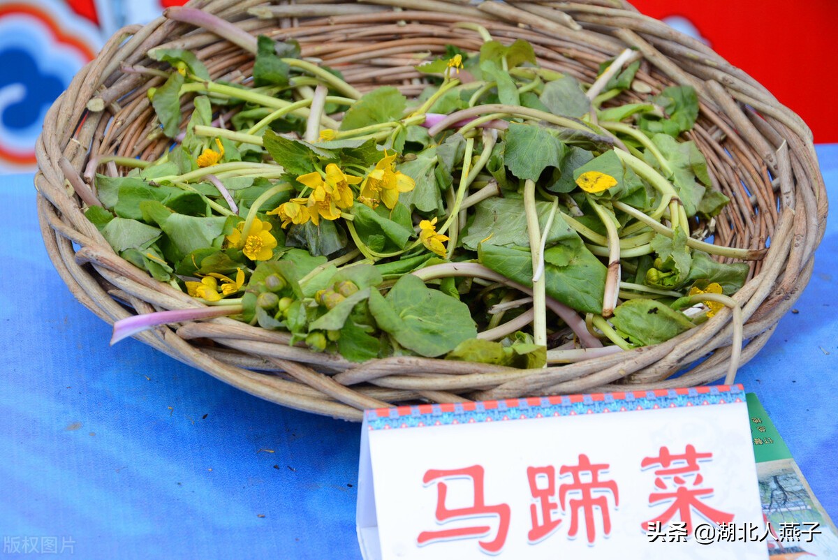 农村能吃的野菜100种大全(教你认识100种野菜和吃法)