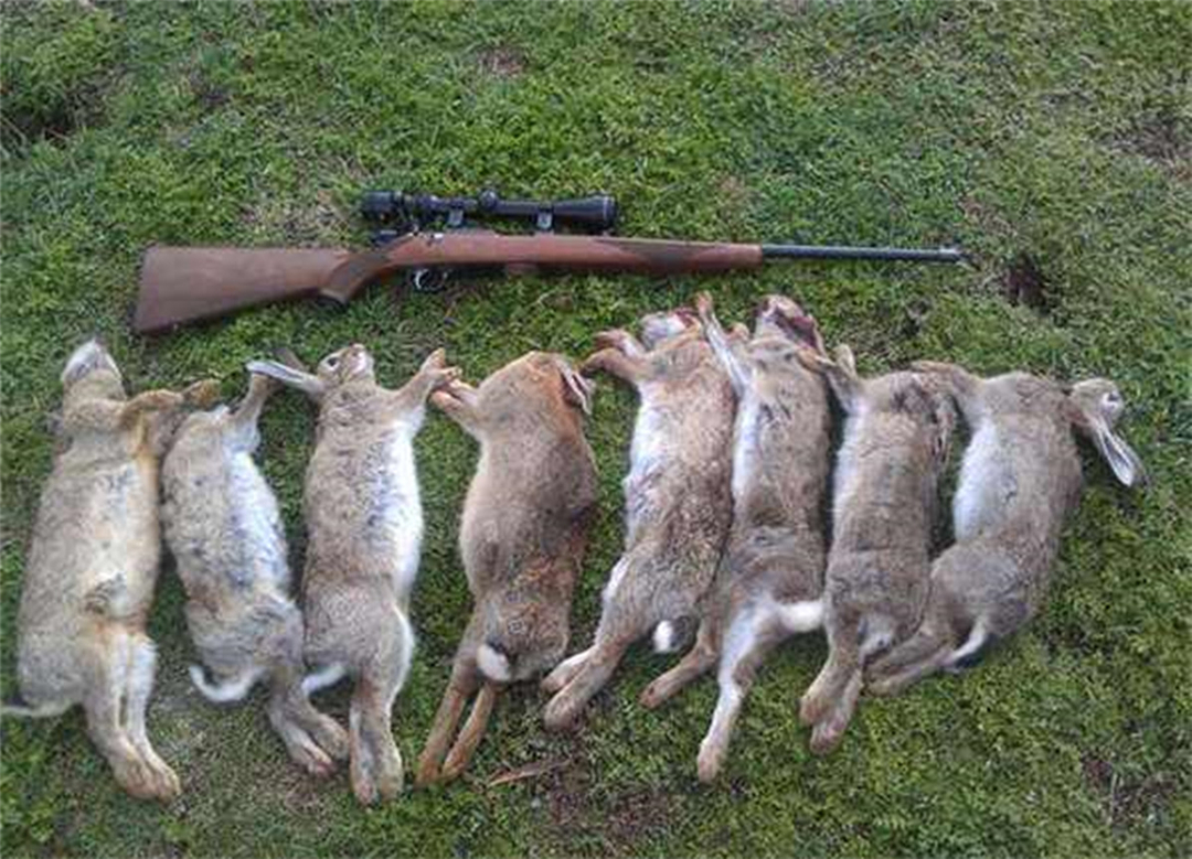 为了扑杀野兔,澳洲人真的尽力了