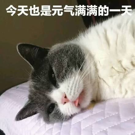 猫咪表情包：今天也是元气满满的一天