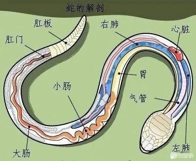 笑死我了，大叔狂刷100万的礼物，终于跟网红见了面，网友：不值