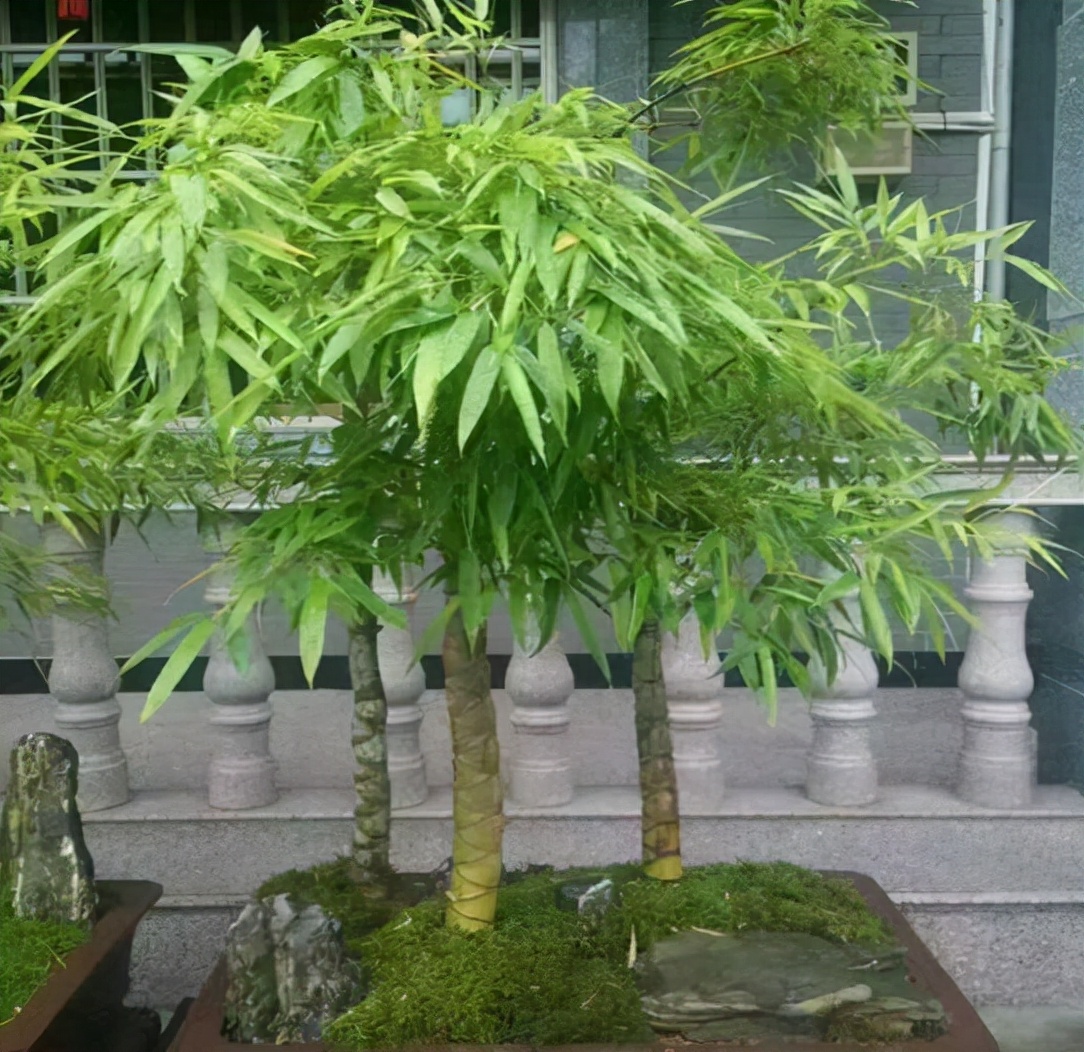 阳台缺点"风景",种4种"竹子",养竹可得勤快点,要不就黄叶