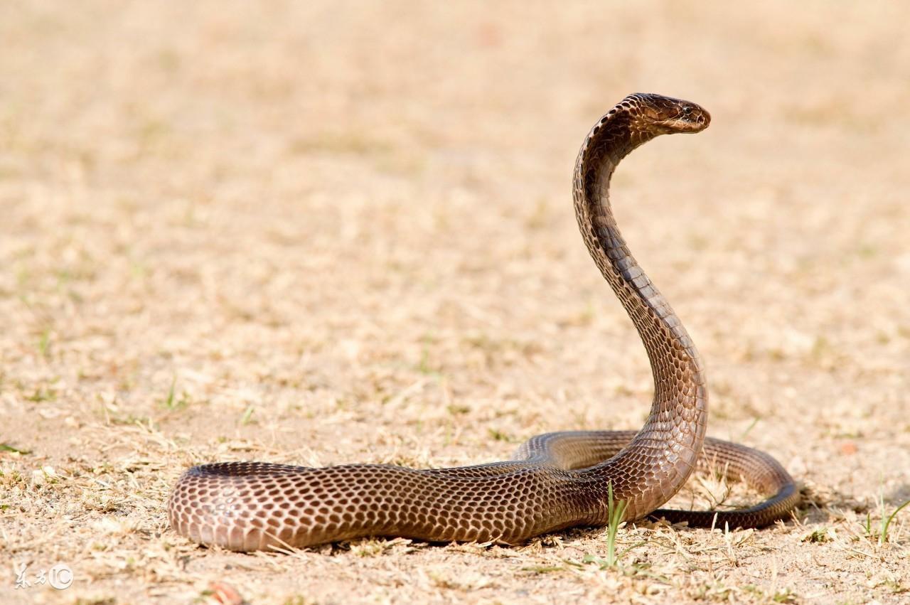 太攀蛇太攀蛇有几种