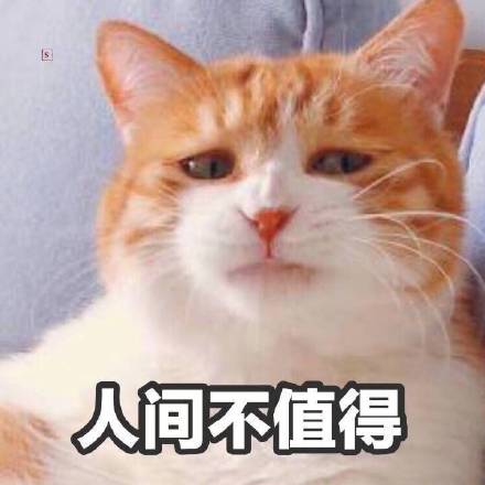 猫咪表情包：你忍心不理我吗