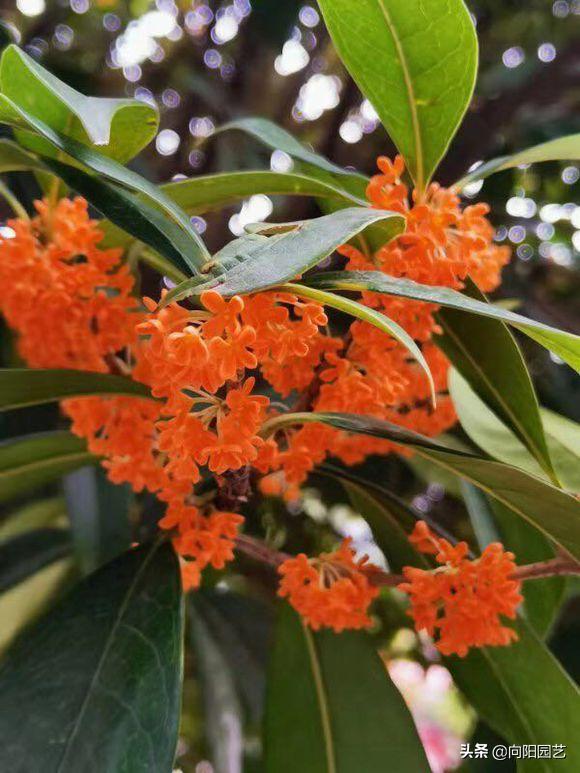 金秋季节养“桂花”,学几个小妙招,枝繁叶茂,花期延长一个月