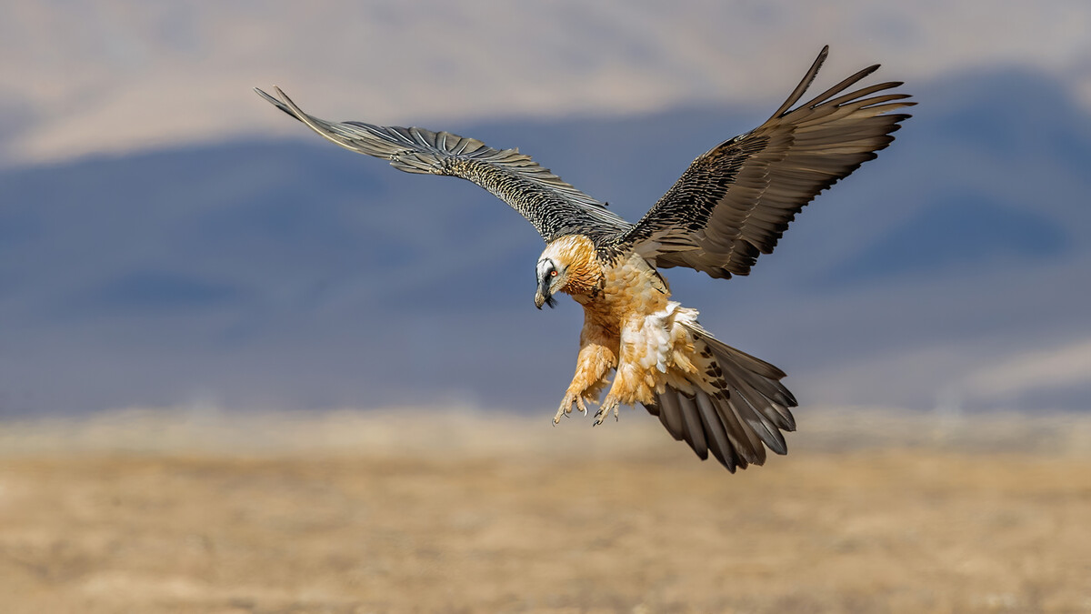 可能从地球上消失的野生动物,18种目前现存的极度濒危的物种