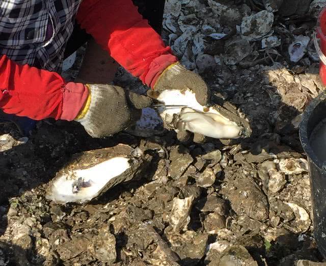 生蚝肚子黑色的是排泄物？蚝农亲口说：里面才是精华