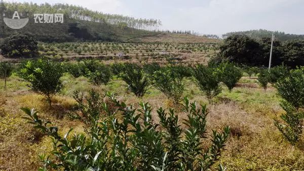 冬肥备了吗？80元一包还包邮的大牌有机生物菌肥来看看