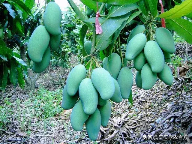 快收藏！18种热门芒果品种最全介绍，包你1次看个够