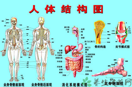 器官位置(人体五脏六腑器官分布图)