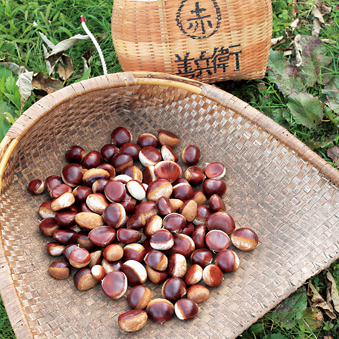 沐夏生活美学｜长谷川弓子在《大栗子》树下