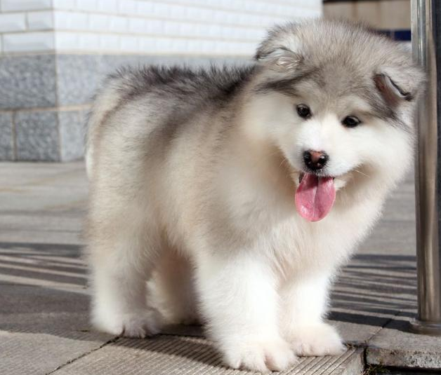 阿拉斯加幼犬吃什么牌子的狗粮好(阿拉斯加吃什么牌子狗粮好) - 114