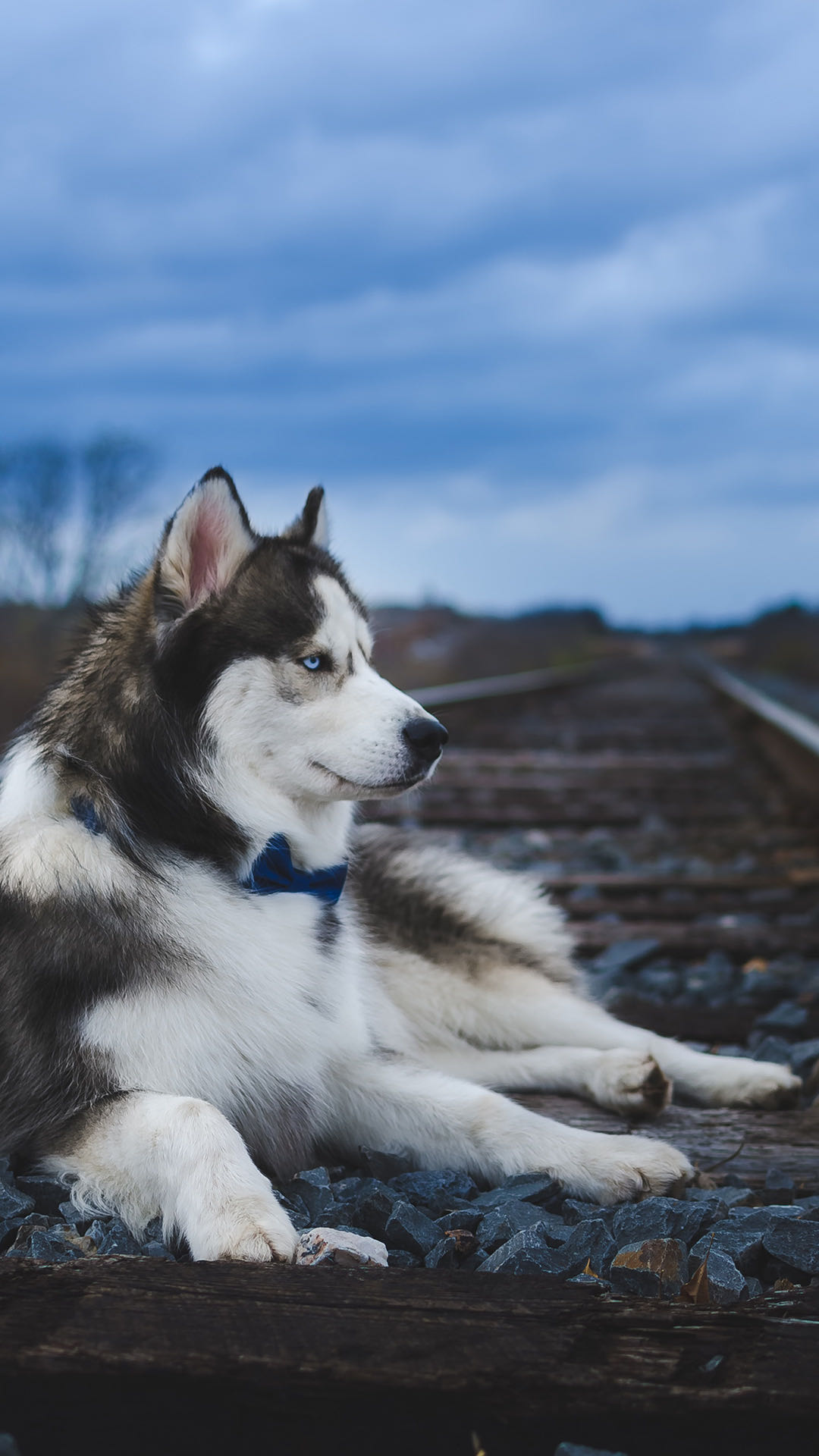 雪橇犬有几种 维兹拉犬 - 汽车时代网
