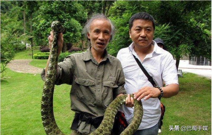 山烙鐵頭蛇圖片(大名鼎鼎的毒蛇莽山白尾蛇)