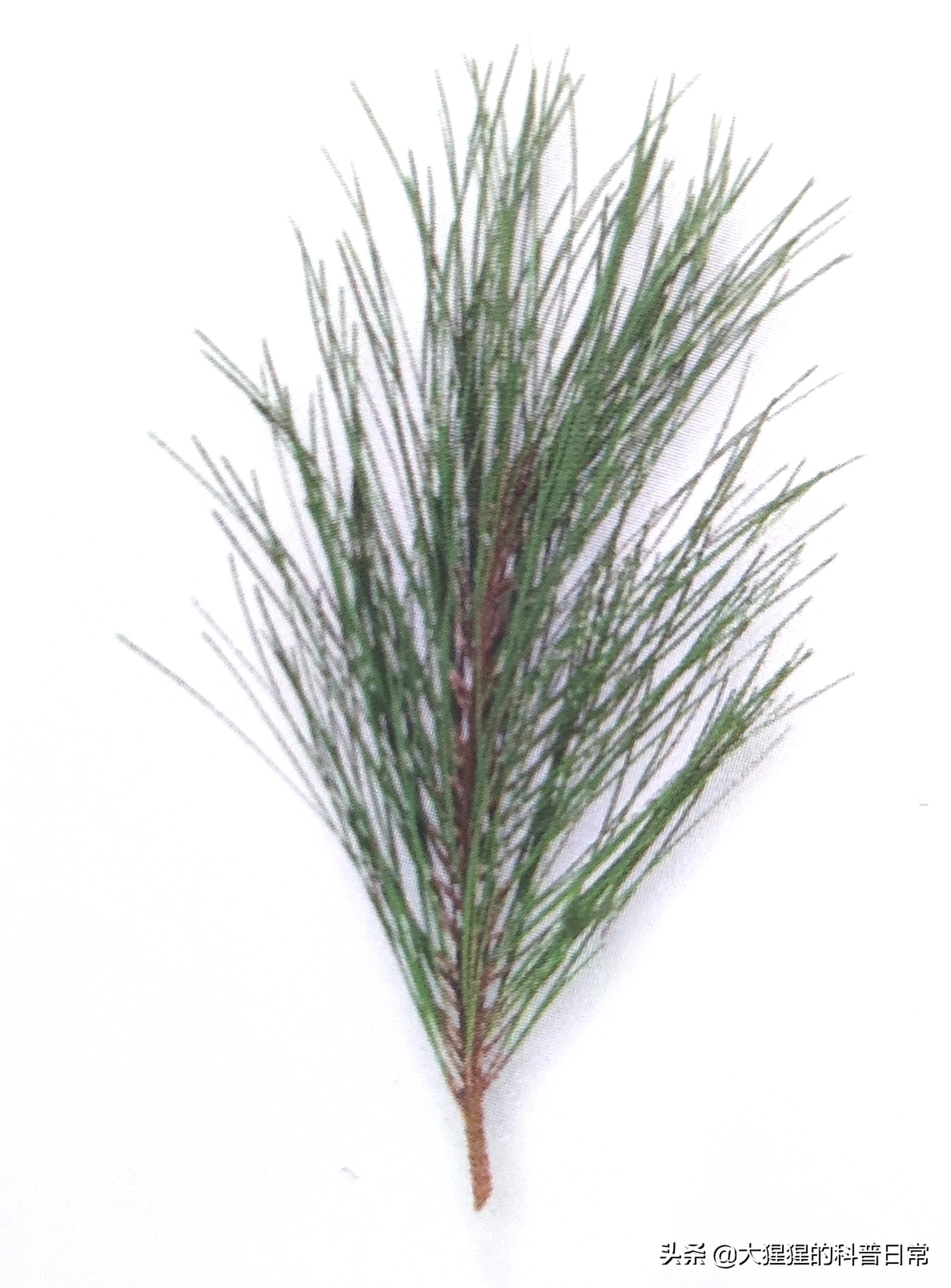 柏树有多少品种(植物) - 青木春