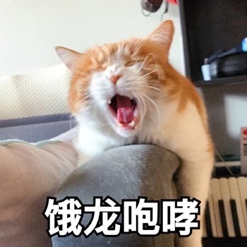 猫咪表情包：我饿啦