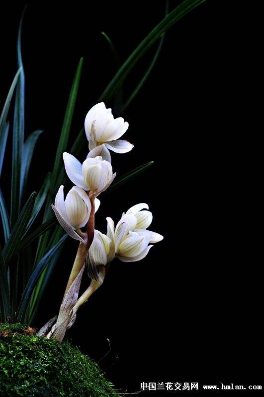 花中君子 | 100种名贵兰花图鉴