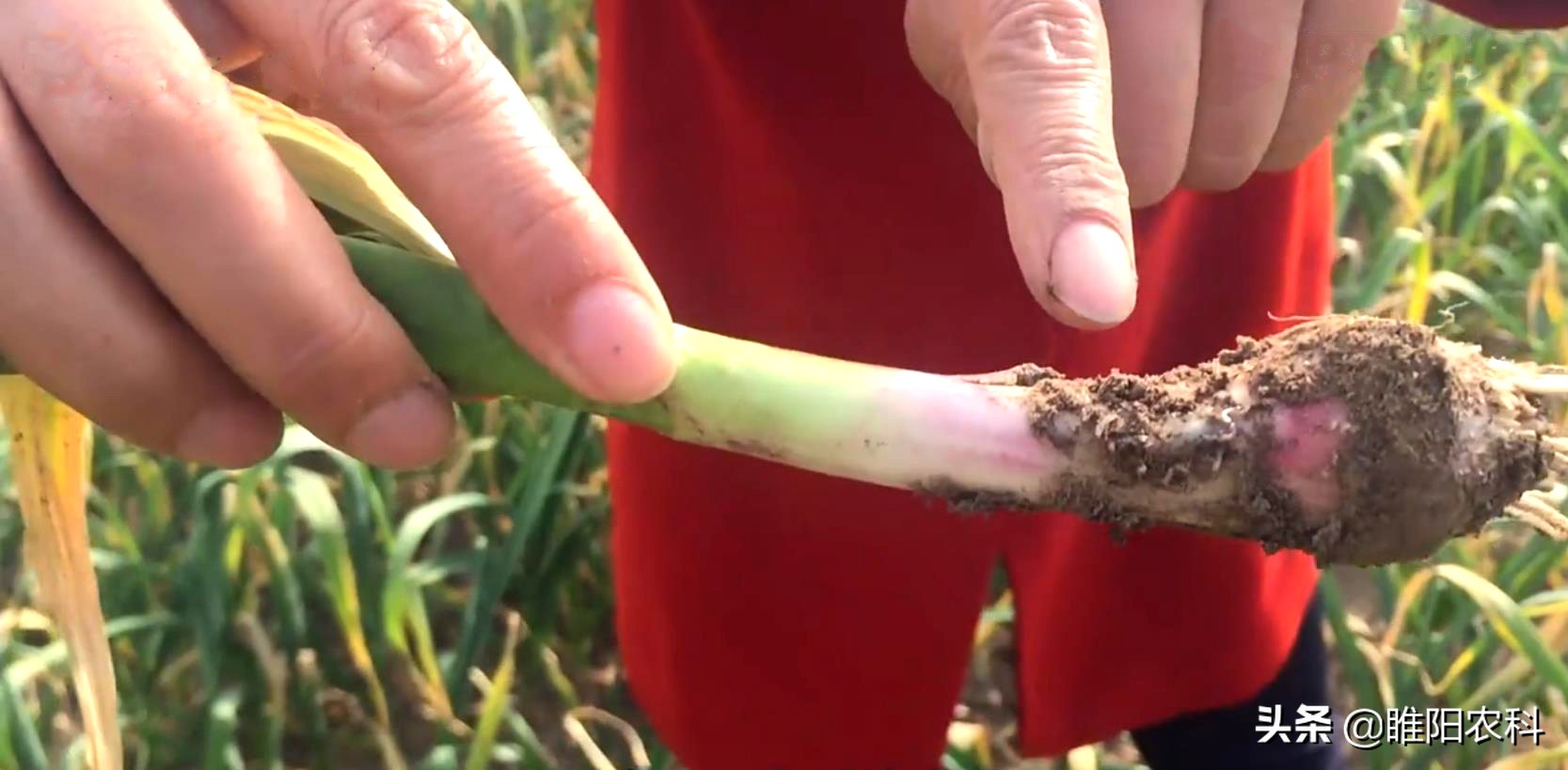 防治大蒜蒜蛆用这几个药剂,杀虫效果好,无毒无污染