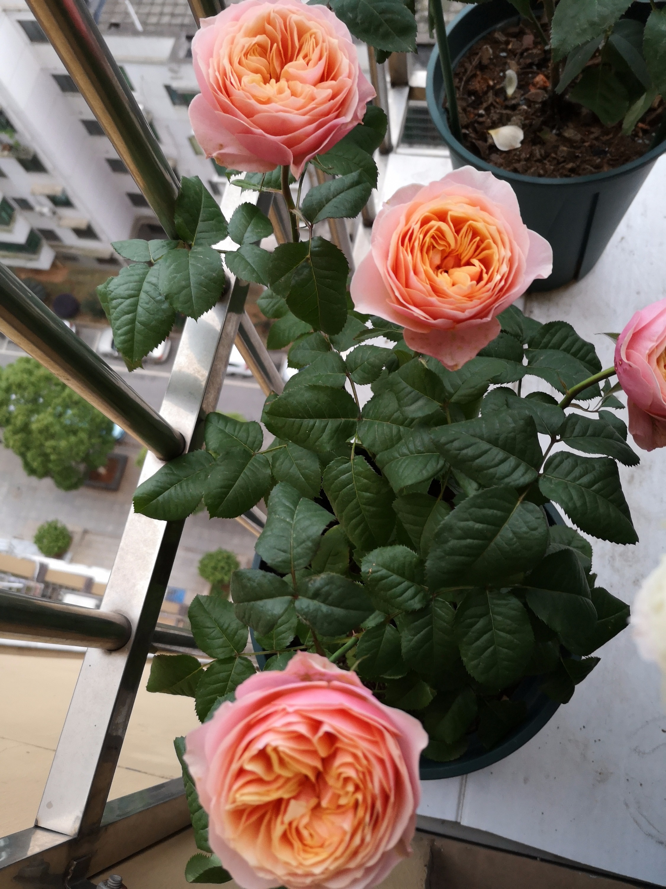 温柔珊瑚心月季(温柔珊瑚心月季介绍) - 上海苗木信息网