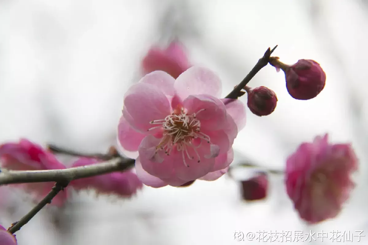 80种常见植物图解，出门识花不求人，倍儿有面子