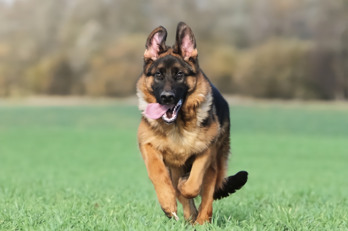 德国牧羊犬图片