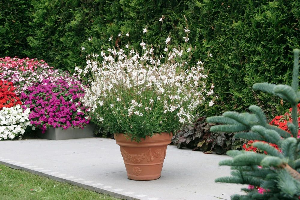 1,盆栽记得加园土山桃草的植株并不会很高大,一般就长到80~90厘米高