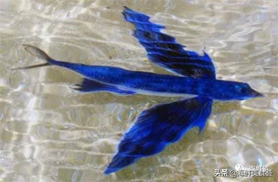 市场常见的102种海鲜，肉质鲜美，营养丰富，你们吃过几种？