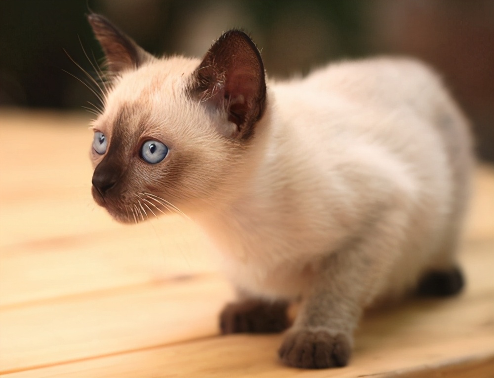 猫咪寿命排行榜，最长的猫可以活20年，你家猫上榜了吗？
