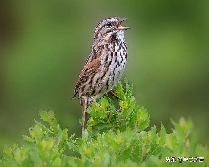 咏雀诗精选一十八首 晨起喧喧暮自栖，梦回每每当闻鸡