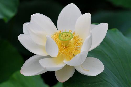 白莲花是什么意思 圣母白莲花是指什么人 - 汽车时代网