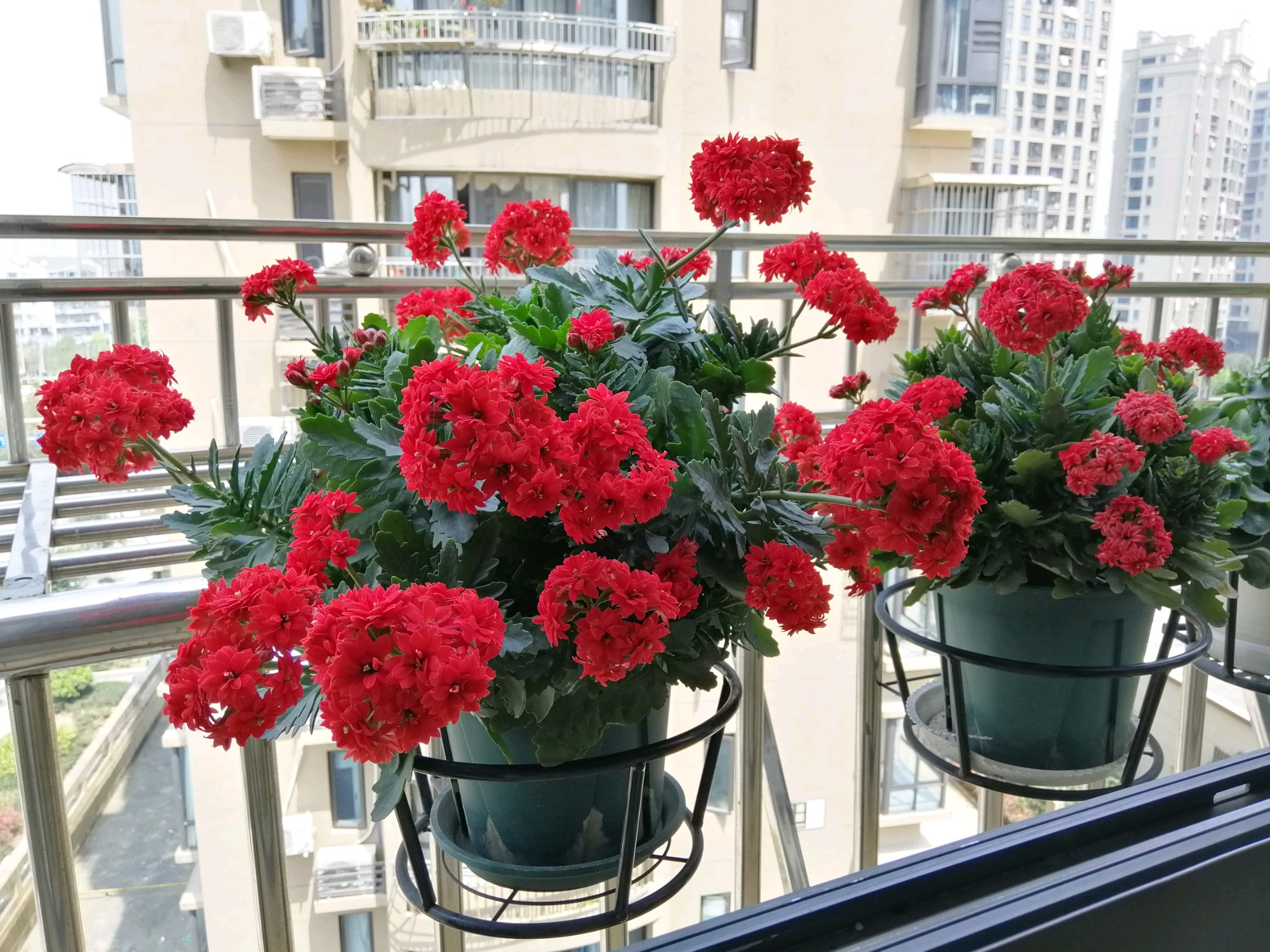 阳台养花,养棵"红宝石"吧,漂亮又喜庆,三季花开,冬天也灿烂