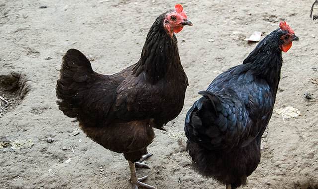 珍稀禽类，通体乌黑，含17种氨基酸，一斤卖25元，可养殖吗