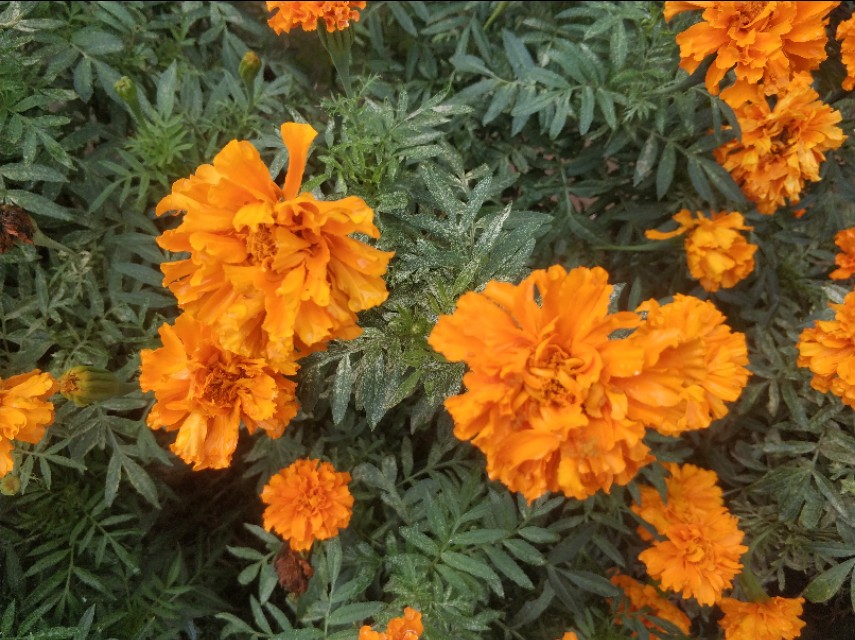 每个人都有诗和远方，那养花人的诗和远方又是什么呢？