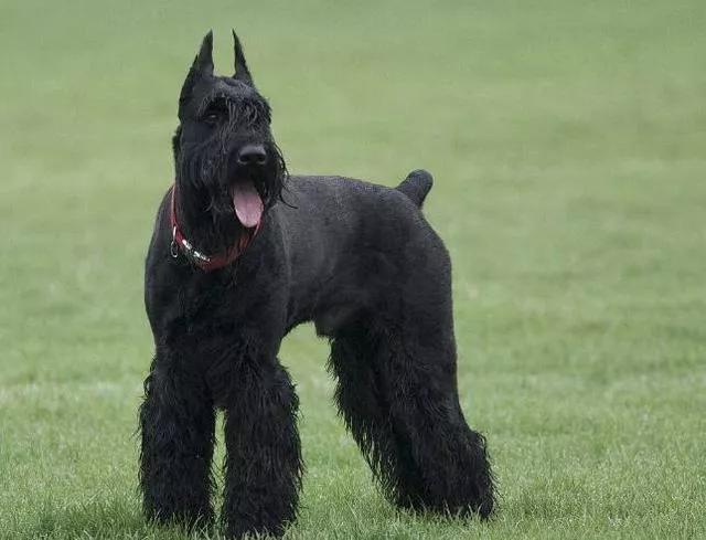 巨型雪纳瑞犬图片(巨型雪纳瑞的特点介绍)