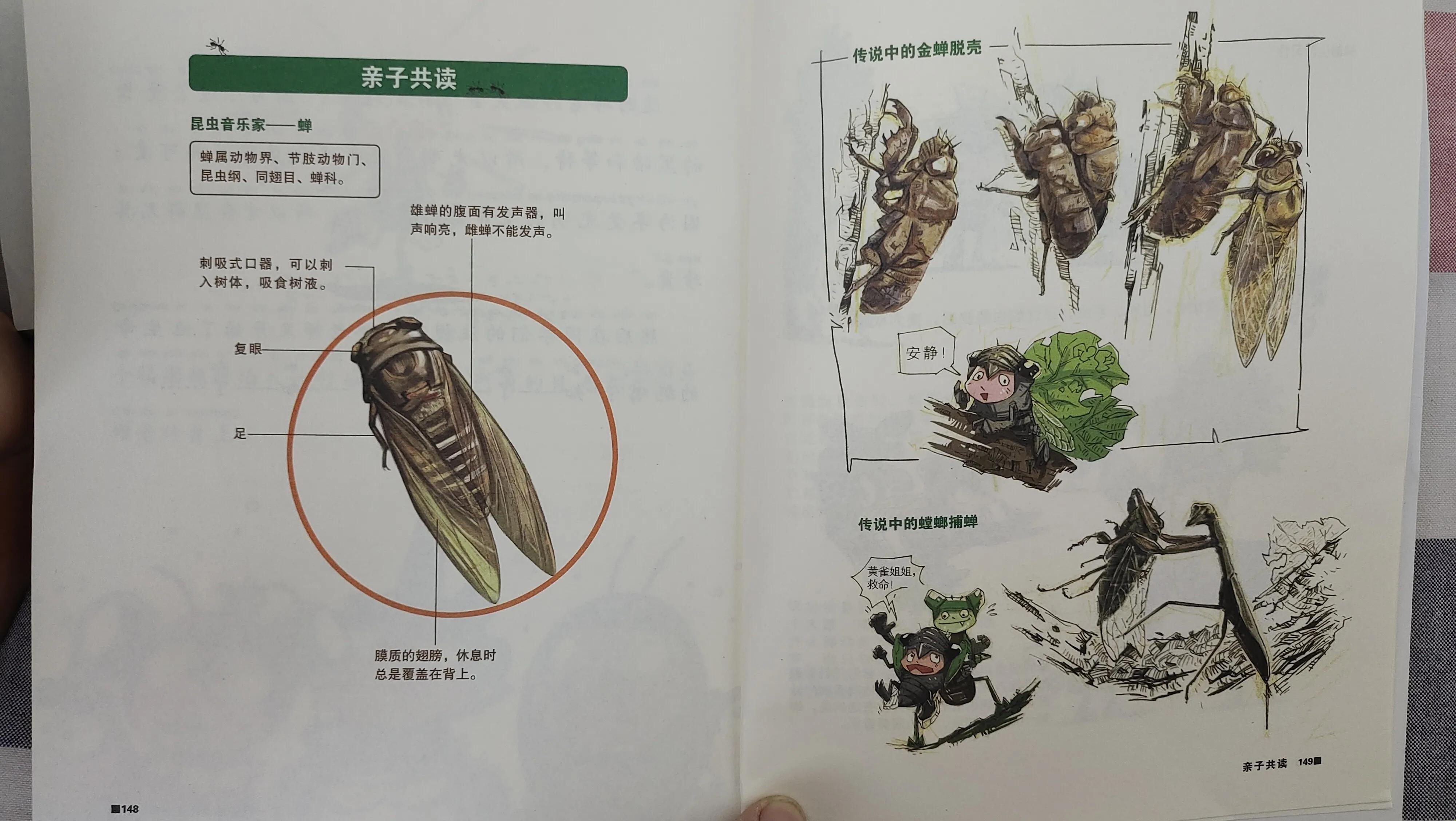 《酷虫学校》当屎壳郎优雅的走上课堂，生动的昆虫科普就开始了