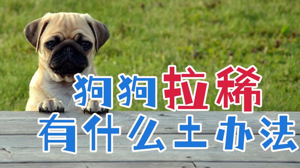狗狗拉肚子肚子疼？快速缓解方法全解析