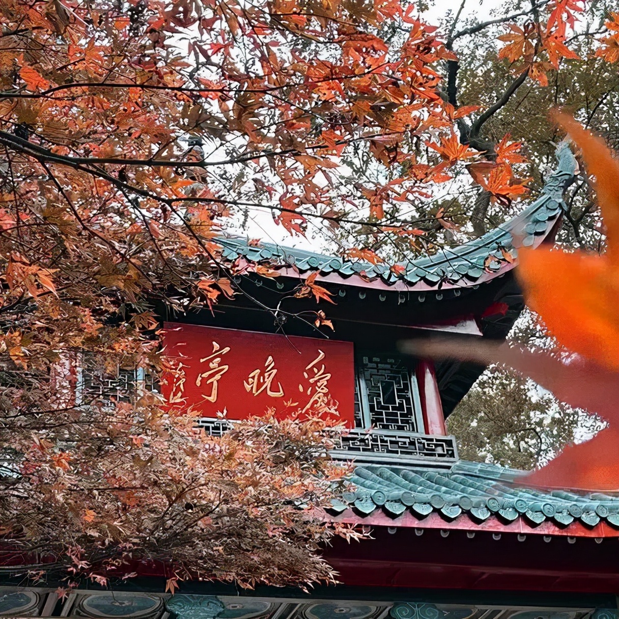 红了！长沙枫叶进入最佳观赏期，最全赏枫攻略了解一下