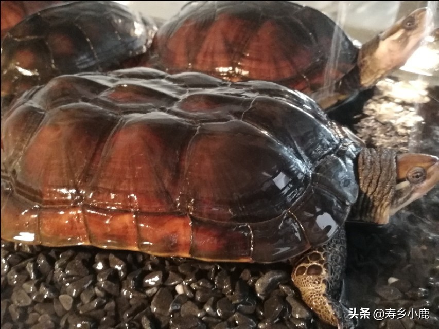关于黄喉拟水龟（石金钱龟）的基本介绍（总结师父说过的话）