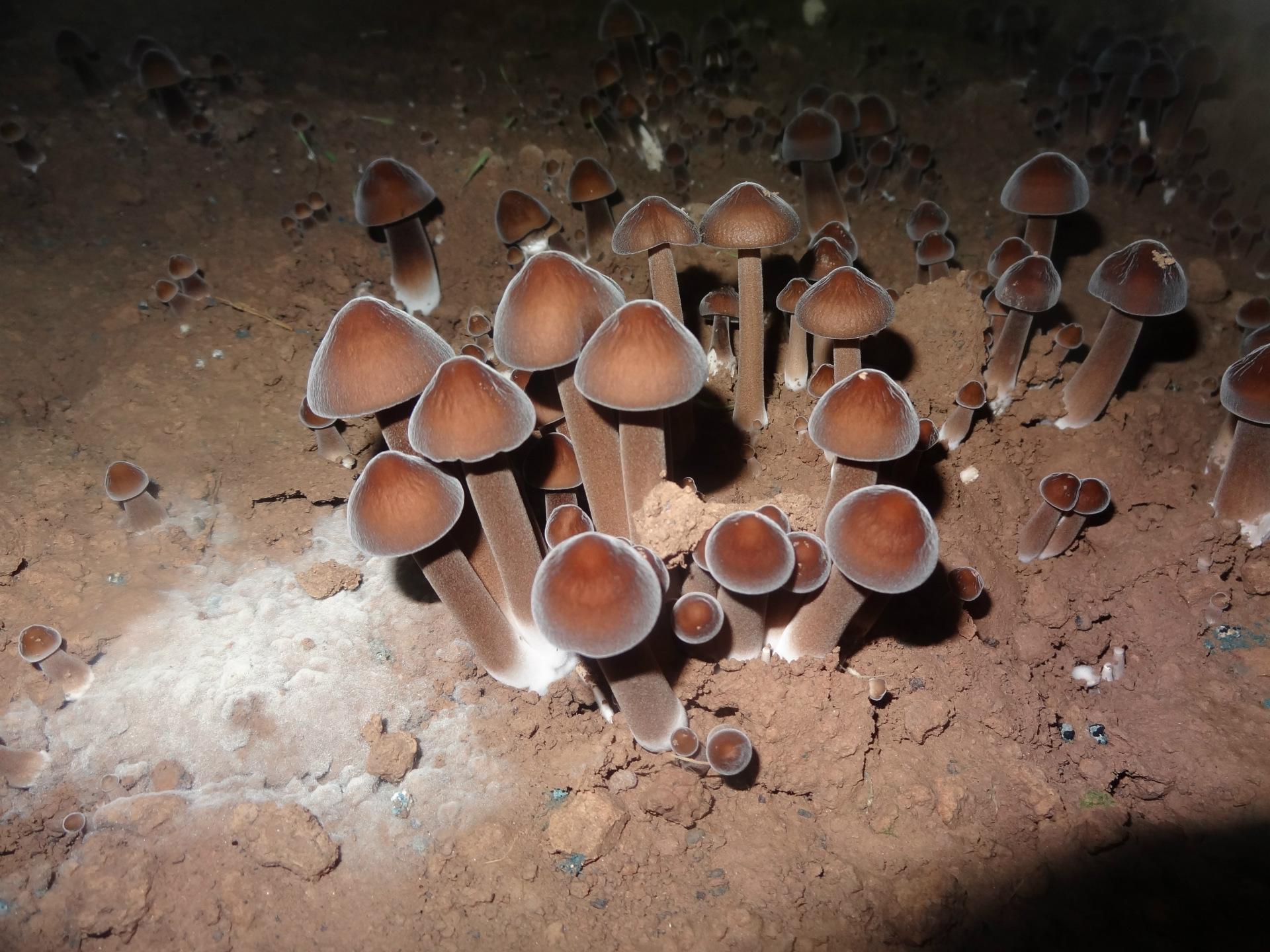 鲜于锦雉膏,腴于锦雀腹,聊聊鸡枞菌的美食烹饪之路