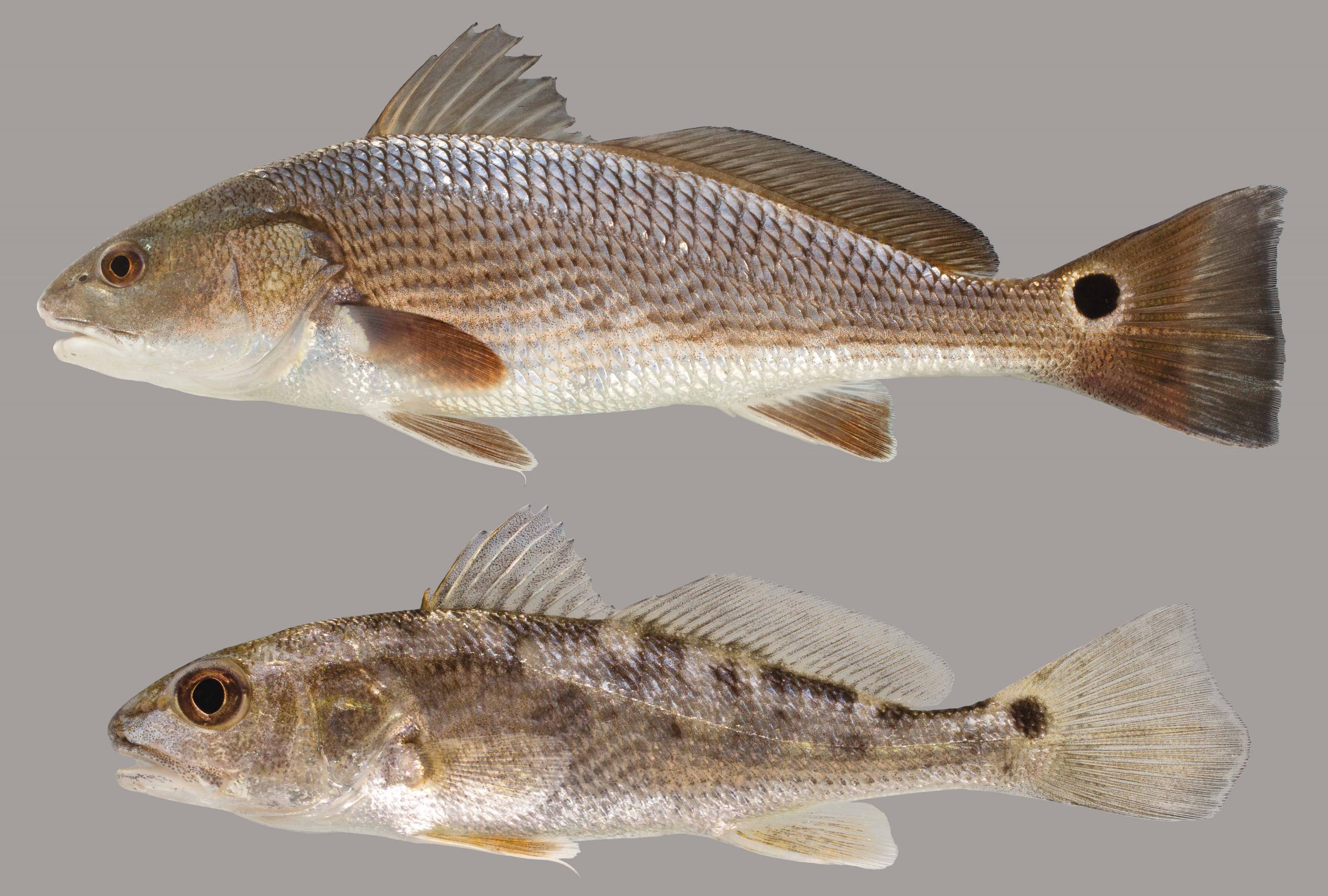 紅魚(yú),紅魚(yú)怎么做好吃又簡(jiǎn)單