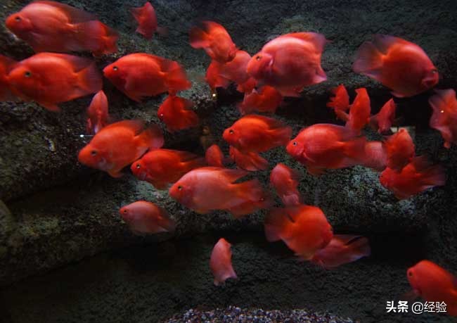 鸚鵡魚繁殖,鸚鵡魚繁殖的方法