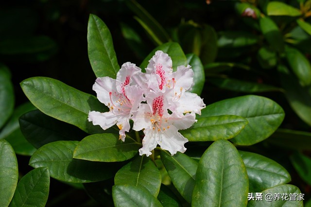 杜鹃花花期什么时候（盘点杜鹃的四大品种及代表品种）