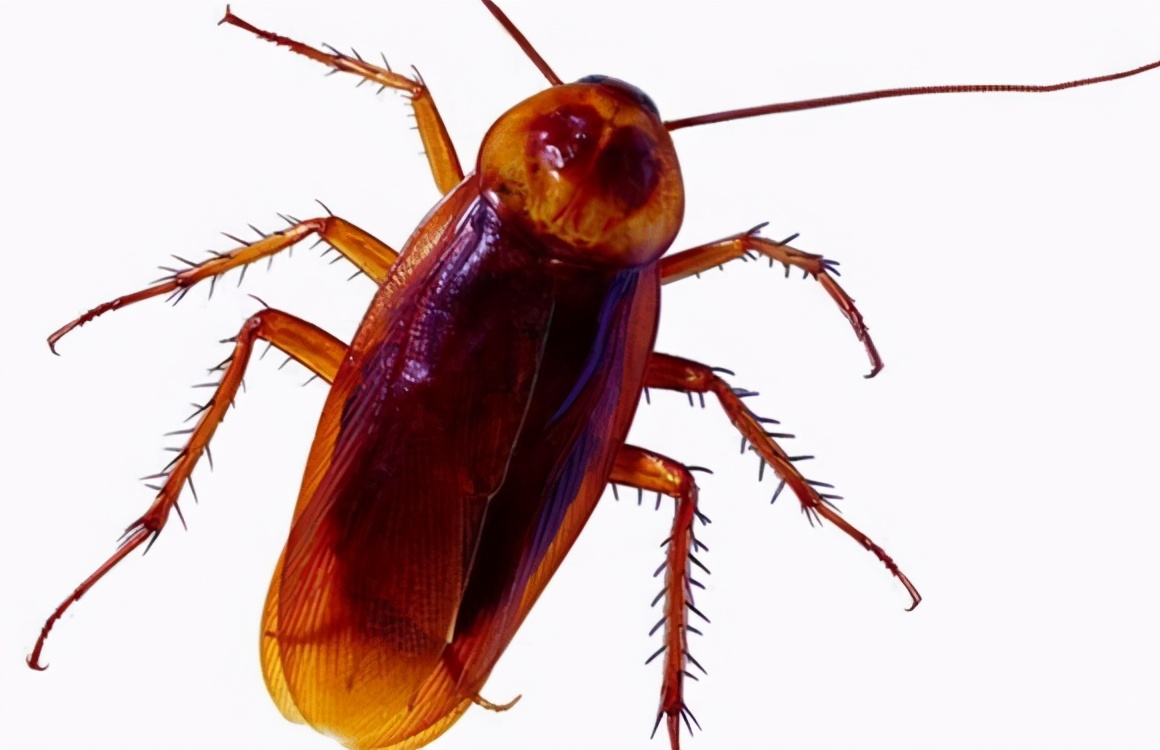 澳洲大蠊蟑螂图片图片