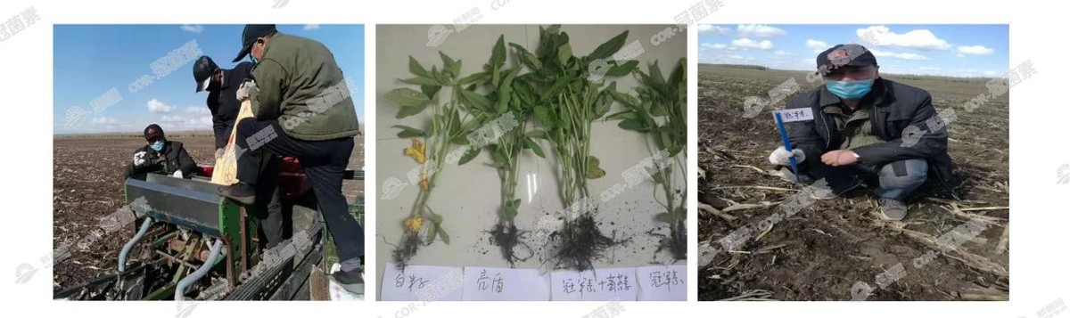 COR-冠菌素——作物提质增收的关键技术