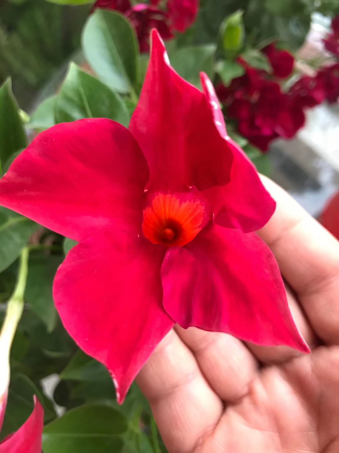 一直开花不断的飘香藤(一直开花不断的飘香藤是什么)